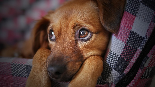 צילום של כלב בעמוד של חיסון נגד כלבת