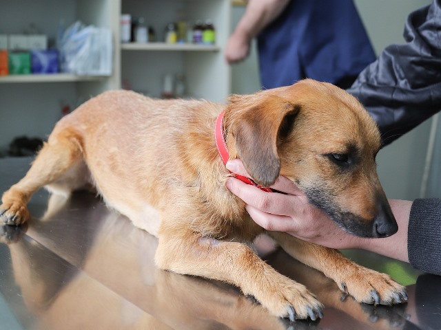 כלב לפני חיסון משושה